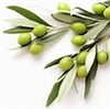 Italian Coratina Extra Virgin Olive Oil *2021* Crush & Kosher Certified