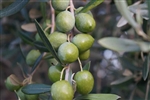 2020-21 Crush Italian Ogliarola Extra Virgin Olive Oil