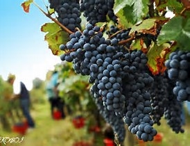 Lambrusco 'Vinoso' Barrel Aged Red Wine Vinegar
